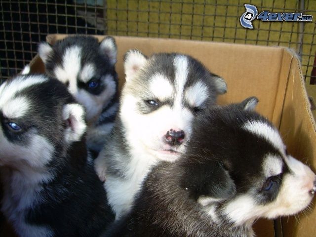 cachorros husky, caja