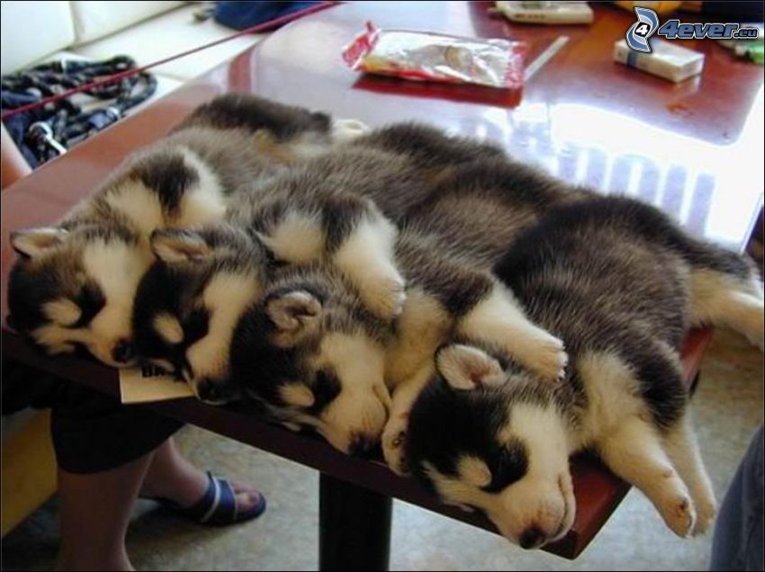 cachorros husky, dormir, mesa