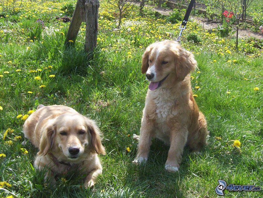 cachorros marrones, jardín