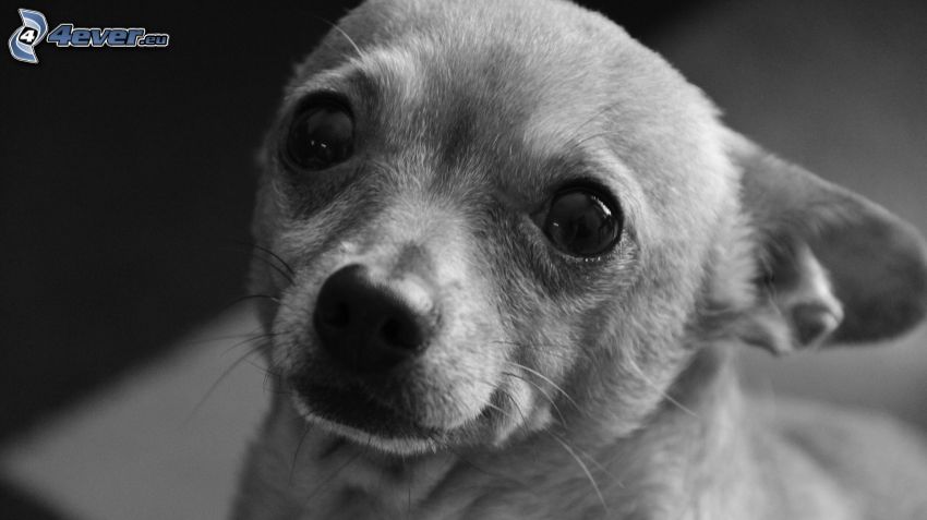 chihuahua, mirada de perro, blanco y negro