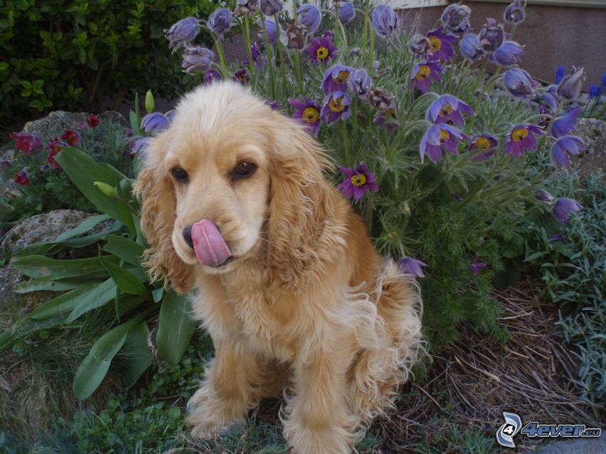 cocker spaniel cachorro, flores de coolor violeta