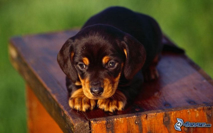 dachshund cachorro, madera, ojos