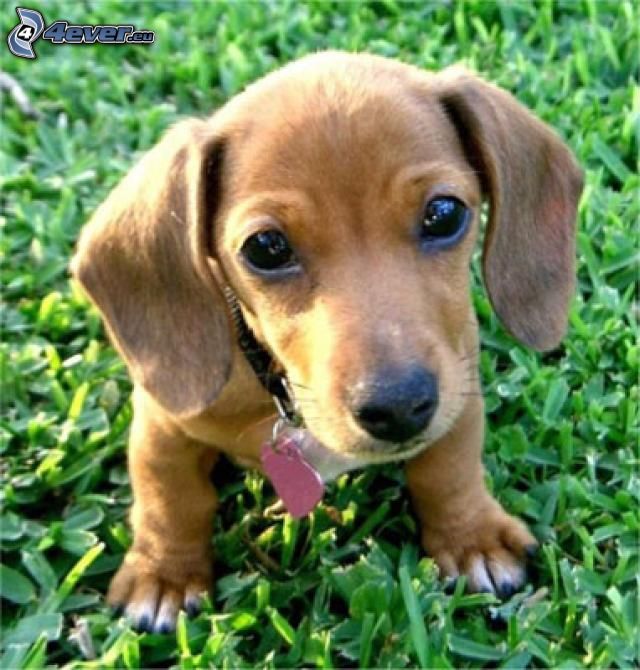 dachshund cachorro, perro salchica en la hierba