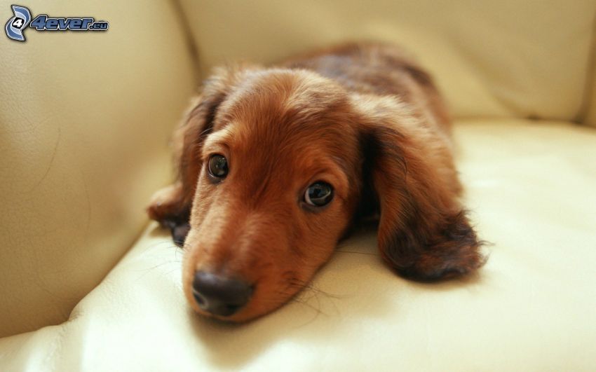 dachshund cachorro, perro salchicha en el sofá, descanso