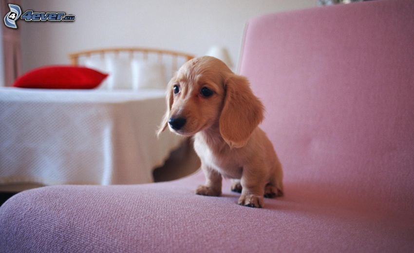 dachshund cachorro, perro salchicha en el sofá