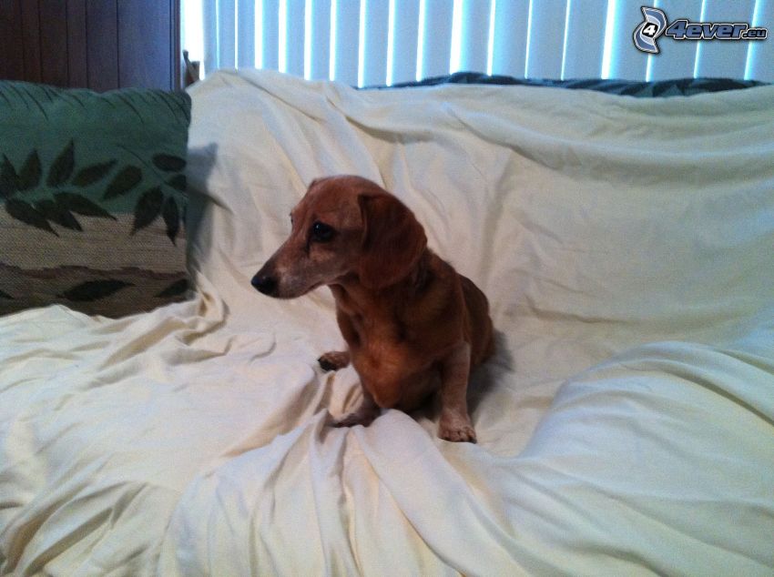 dachshund en la cama