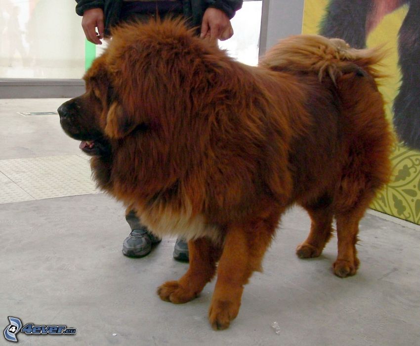Dogo del Tibet
