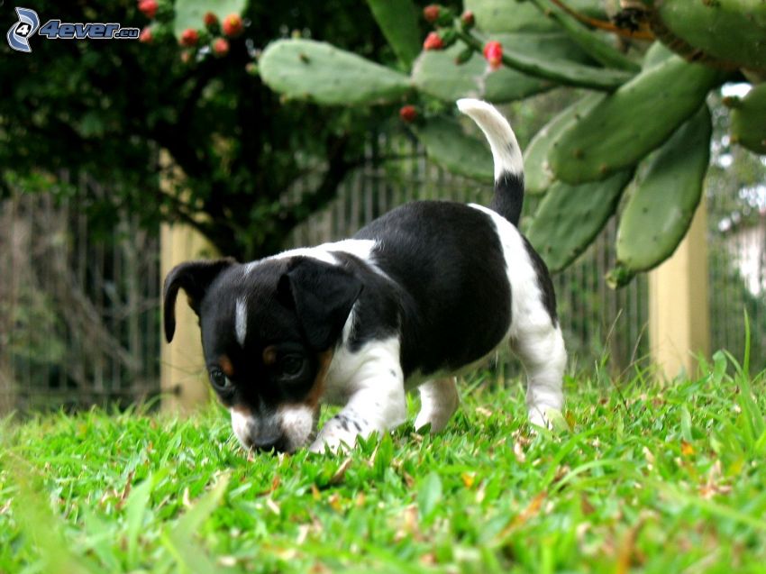 el perrito en hierba