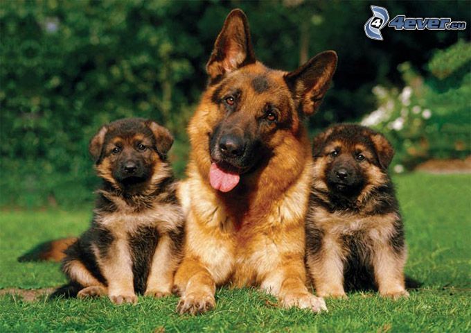 familia de perros de Pastor Alemán, cachorros, prado