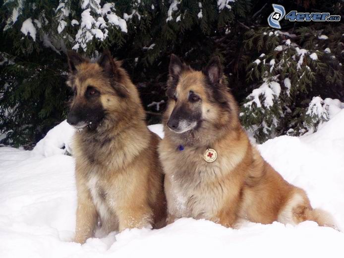 familia de perros de Pastor Alemán, Pastor Alemán en nieve, socorrista