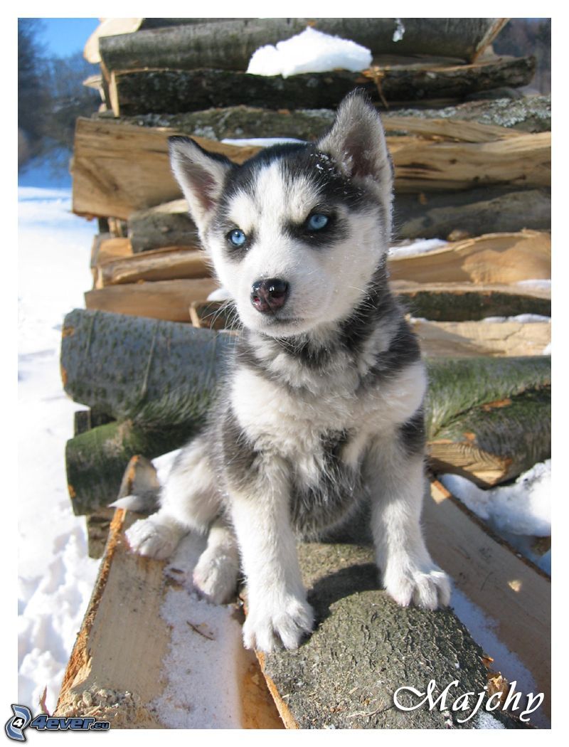Husky cachorro, madera, nieve