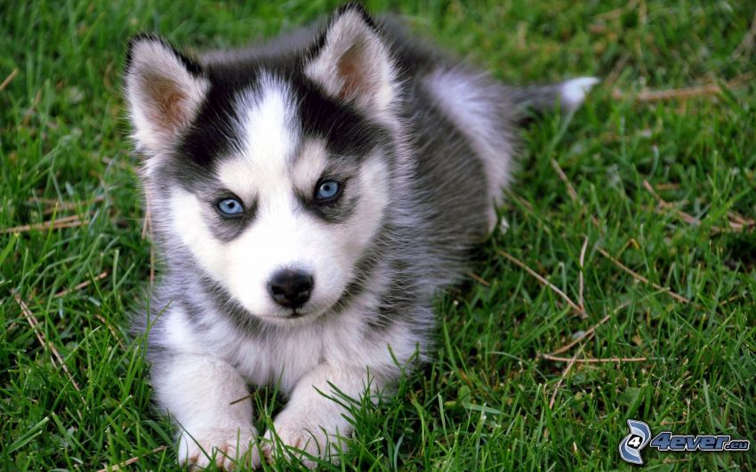 Husky cachorro, ojos azules, perrito en hierba