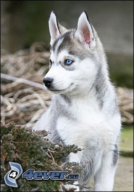 Husky cachorro, ojos azules