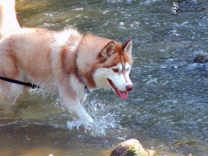 Husky de Siberia, agua