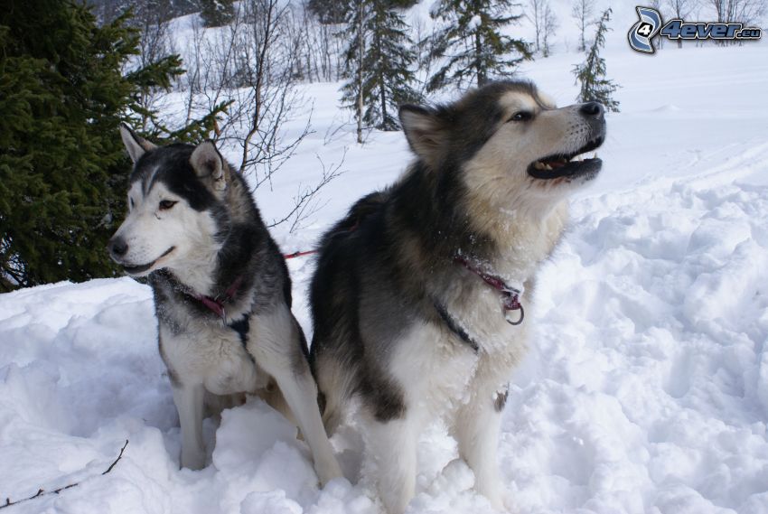 Husky de Siberia, Alaskan malamute, nieve, bosque
