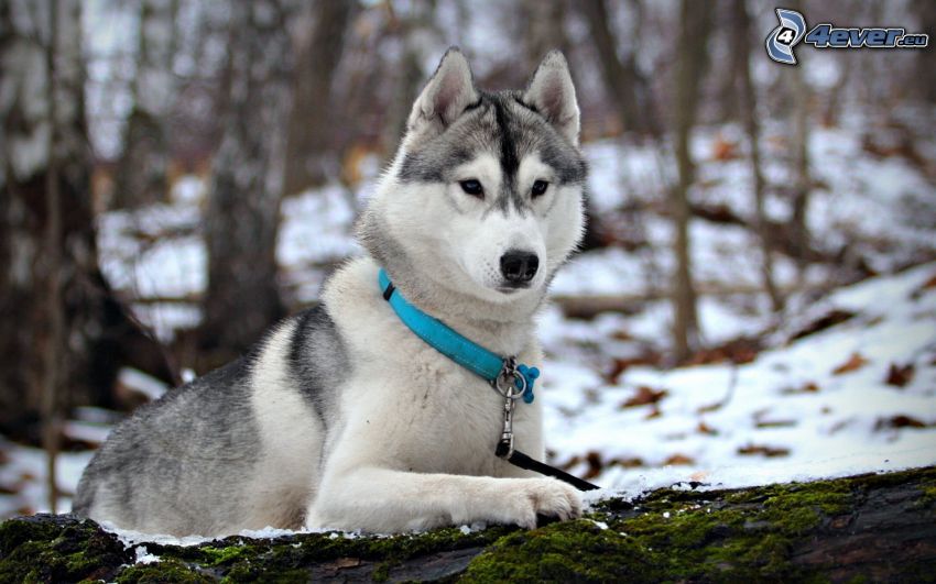 Husky de Siberia, bosque nevado