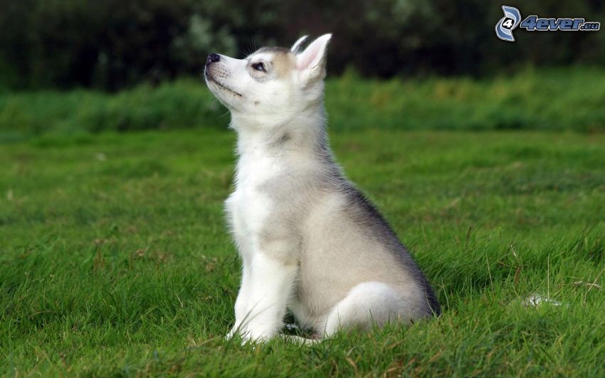 Husky de Siberia, cachorro, hierba