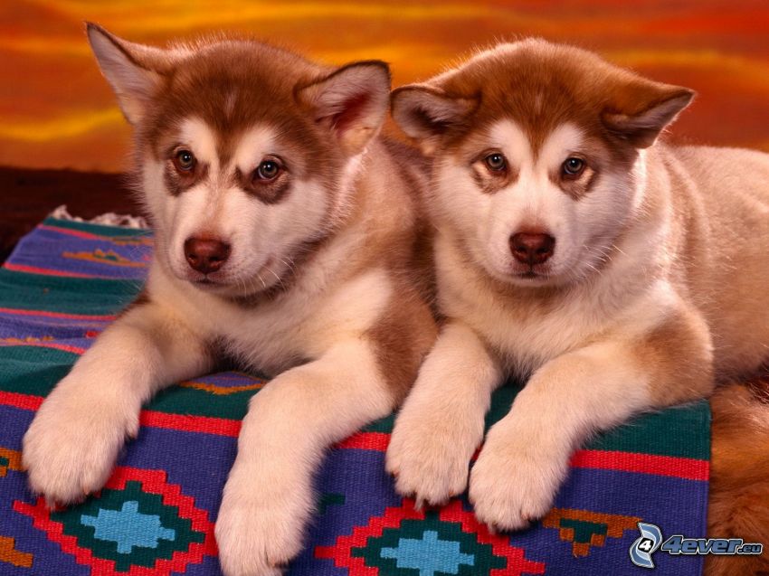 Husky de Siberia, cachorros