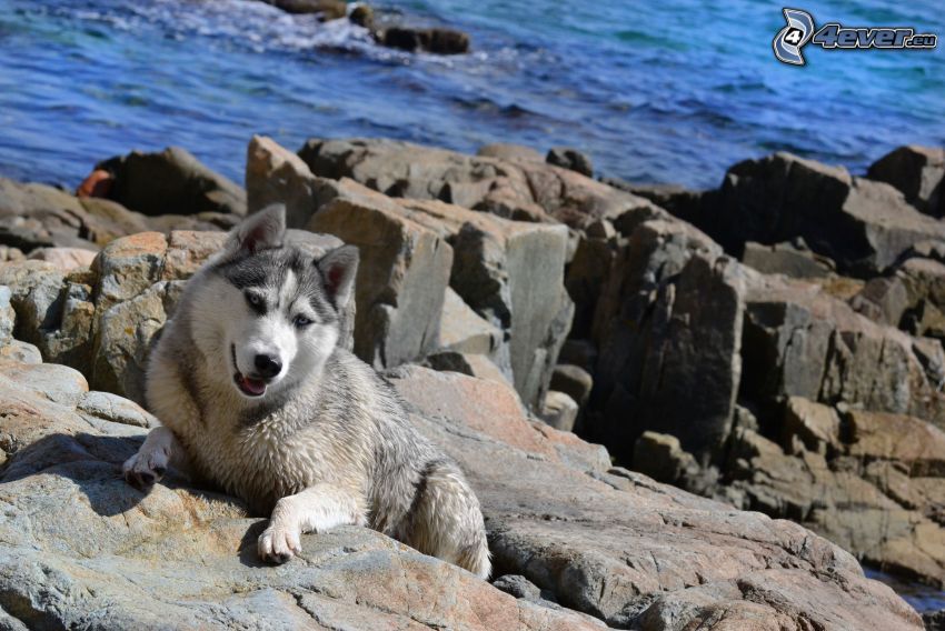 Husky de Siberia, costa de piedra