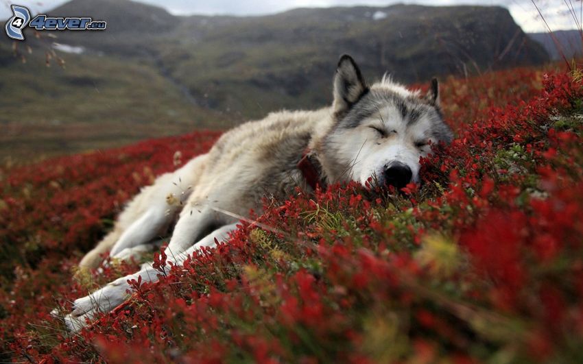 Husky de Siberia, dormir, flores rojas