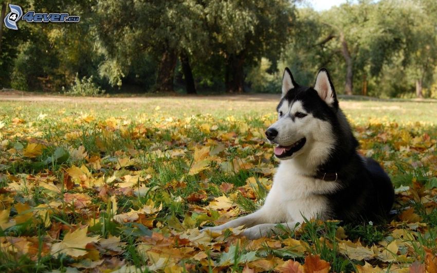 Husky de Siberia, hojas caídas, hierba