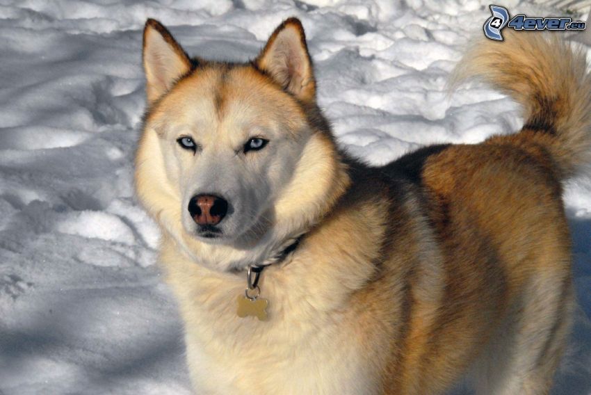 Husky de Siberia, nieve, ojos azules