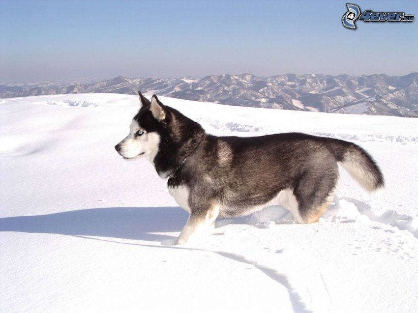 Husky de Siberia, nieve, vista, montañas