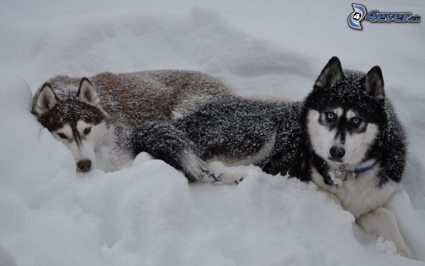 Husky de Siberia, nieve