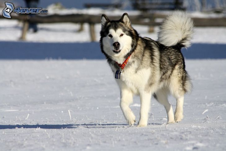 Husky de Siberia, nieve
