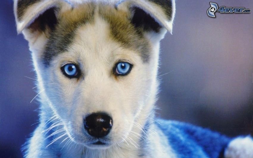Husky de Siberia, ojos azules, cachorro