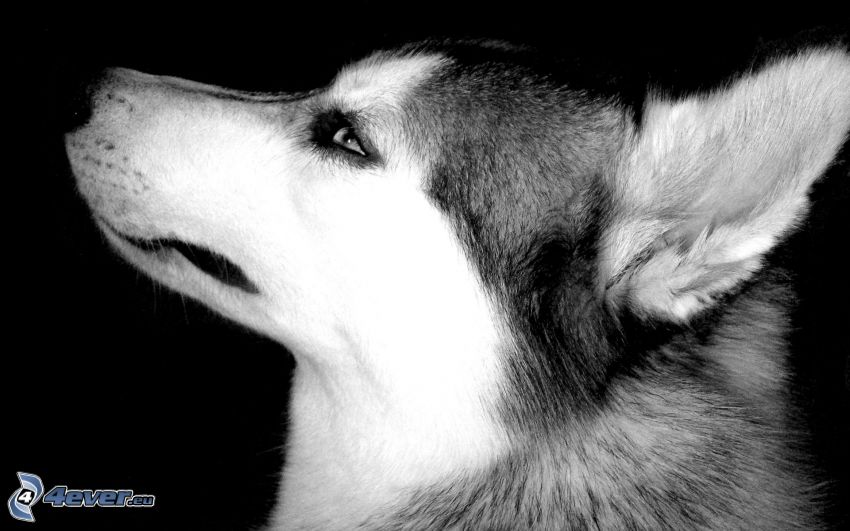 Husky de Siberia, orejas, hocico