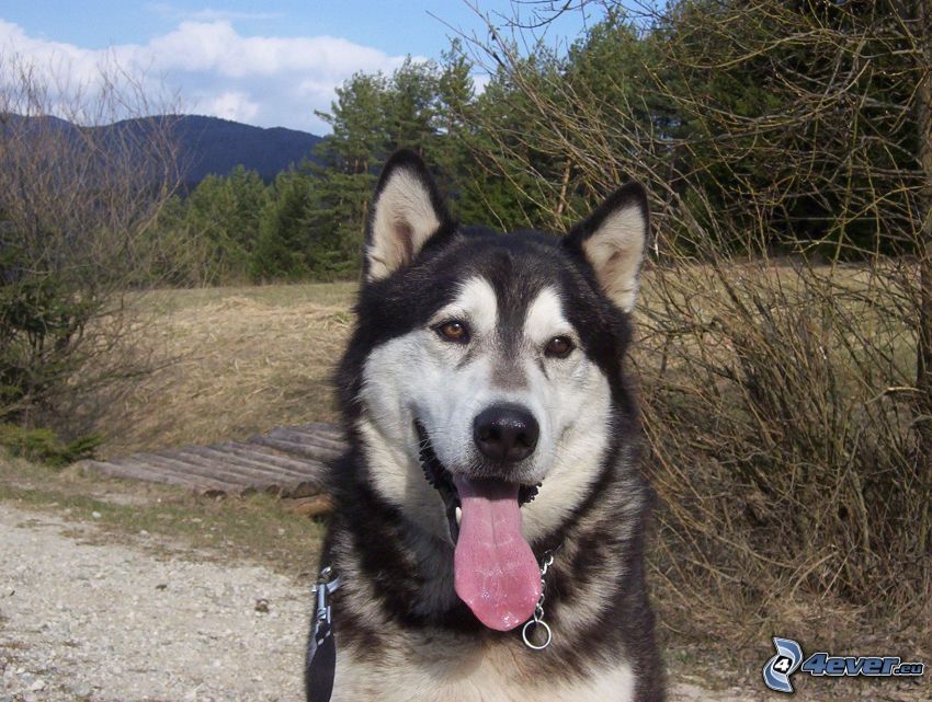 Husky de Siberia, sacar la lengua, puente de madera, bosque