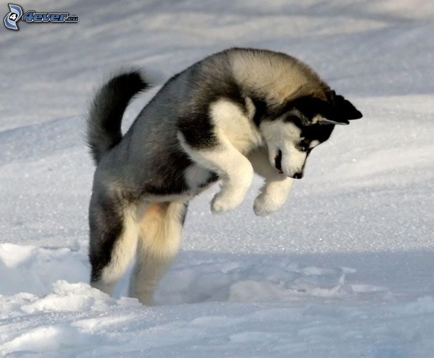 Husky de Siberia, salto, nieve