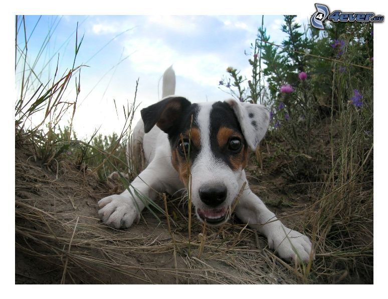 Jack Russell terrier, perrito juguetón