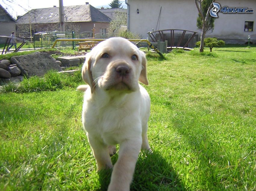 Labrador cachorro, césped, jardín