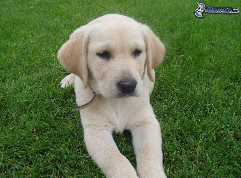 Labrador cachorro, hierba