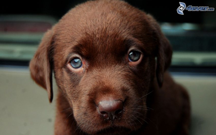Labrador cachorro, perrito marrón