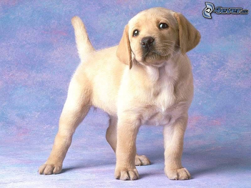 Labrador cachorro