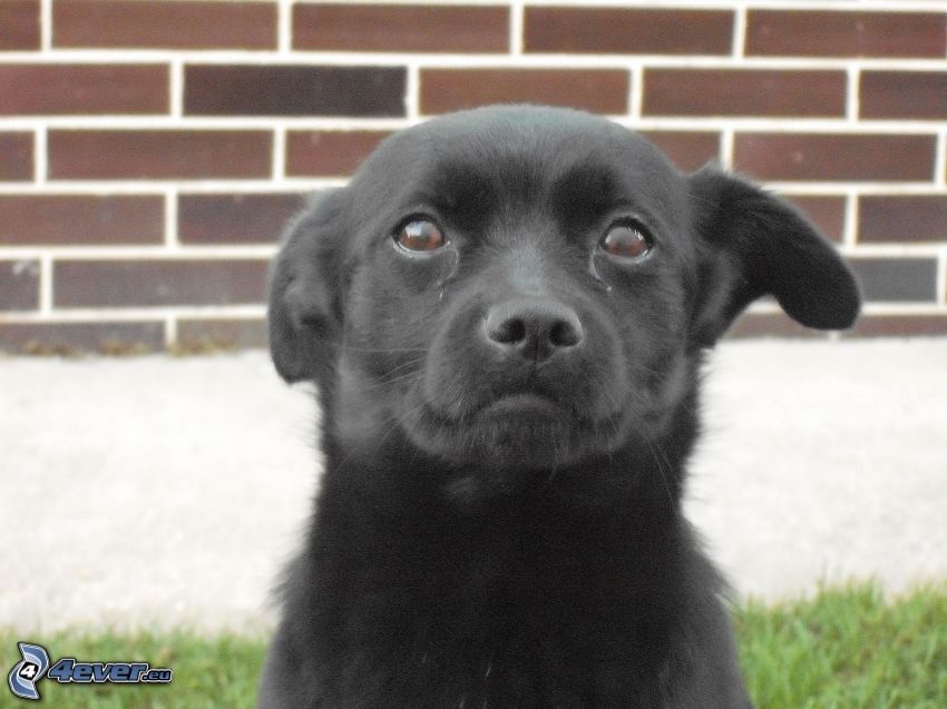 Labrador negro, cachorro, oído