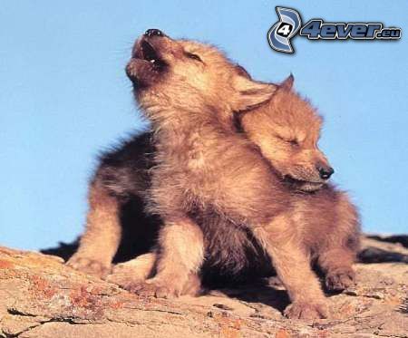 lobos jóvenes, bostezar