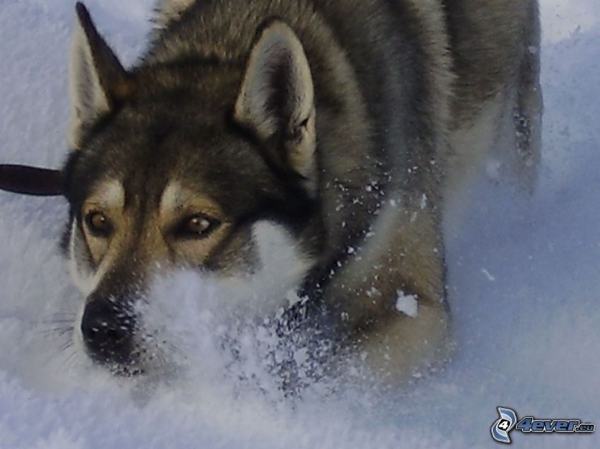 nieve, Husky de Siberia