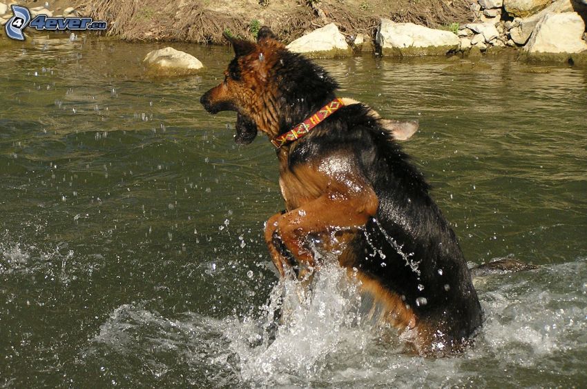 pastor alemán, perro en el agua