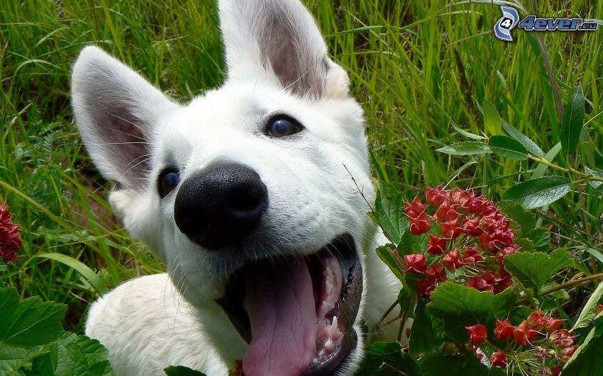 pastor suizo, cachorro, perro blanco, lengua, flor roja, hierba