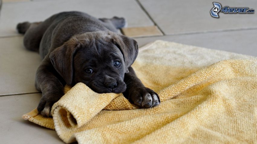 pequeño cachorro negro, alfombra