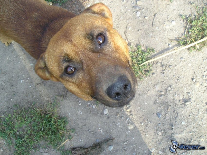 perrito marrón, mirada de perro