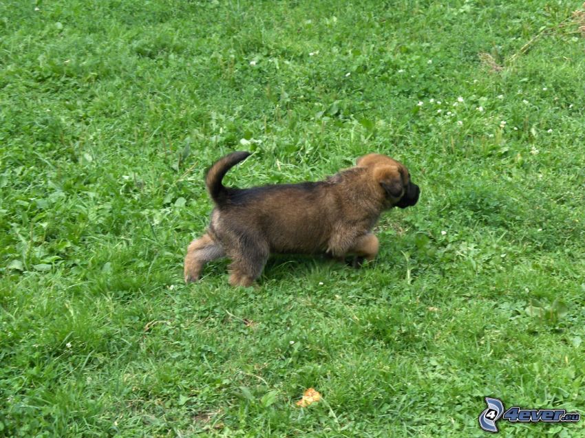 perrito marrón, pastor alemán