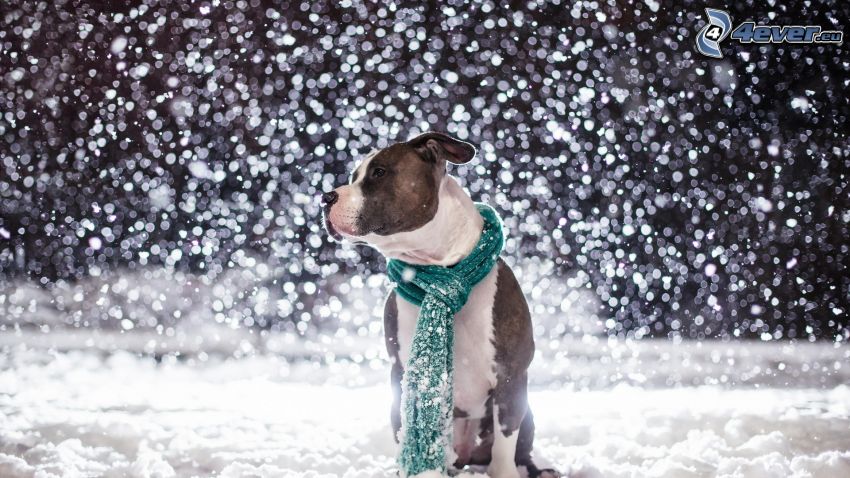 perro, bufanda, nieve