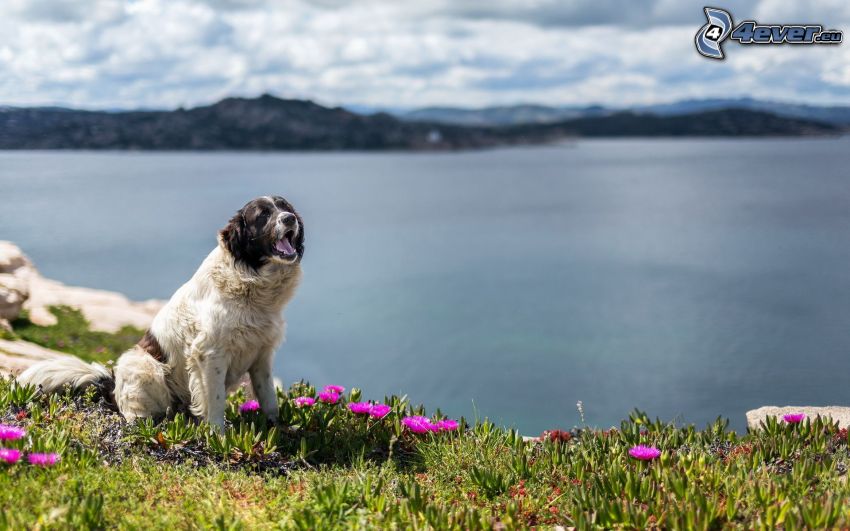 perro, lago, flores de color rosa