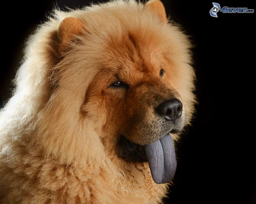 perro chow-chow, lengua