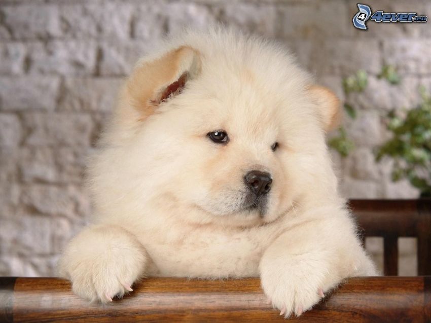perro chow-chow